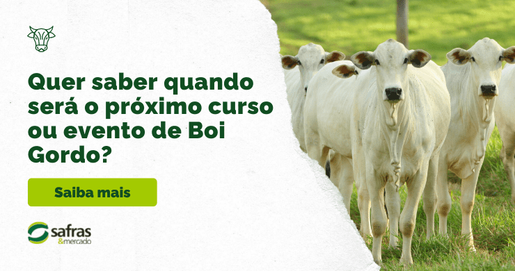 Imagem de bois no pasto para ilustrar o banner de próximo curso ou evento de Boi Gordo